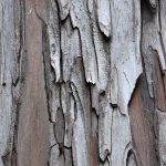 Yellow-cedar (Chamaecyparis nootkatensis) Bark