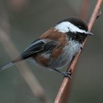 Chestnut-backed Chickadee (Poecile rufescens)