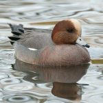 Eurasian Wigeon (Anas penelope) Eurasian Wigeon (Anas penelope)