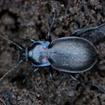 European Ground Beetle (Carabus nemoralis)