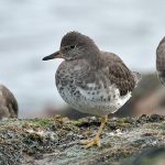 Surfbirds (Aphriza virgata) Surfbirds (Aphriza virgata)