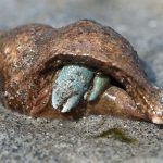 Hermit Crab