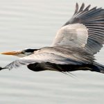 Great Blue Heron (Ardea herodias) in Flight