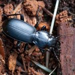Ground Beetle (Pterostichus sp.)