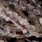 Herring Eggs on Seaweed