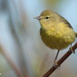 Orange-crowned Warbler (Vermivora celata)