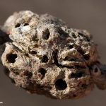 Old Wasp Gall