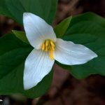 Western Trillium (Trillium ovatum)