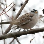 White-crowned Sparrow (Zonotrichia leucophrys)