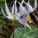 White Fawn Lily (Erythronium oregonum)