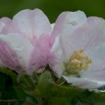 Apple Blossoms #3
