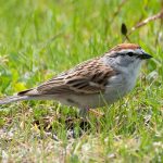 Chipping Sparrow (Spizella passerina) Chipping Sparrow (Spizella passerina)