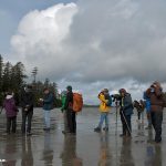 Shorebird Searchers