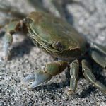 Shore Crab