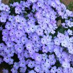 Spreading Phlox (Phlox diffusa) Spreading Phlox (Phlox diffusa)