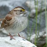 White-throated Sparrow (Zonotrichia albicollis) White-throated Sparrow (Zonotrichia albicollis)
