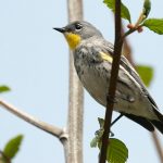 Yellow-rumped Warbler (Dendroica coronata) Yellow-rumped Warbler (Dendroica coronata)