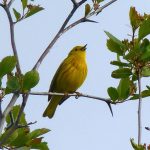 Yellow Warbler (Dendroica petechia) © Marcie Callewaert
