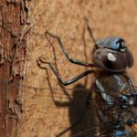 Blue-eyed Darner (Rhionaeschna multicolor)