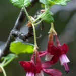 Gummy Gooseberry (Ribes lobbii) #4