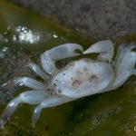 Pea Crab (Pinnixa sp.)
