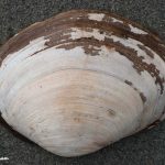 Fat Gaper (Tresus capax) exterior