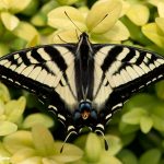 Western Tiger Swallowtail (Papilio rutulus)