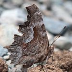 Zephyr Anglewing (Polygonia zephyrus) - Underside of Wings