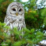 Barred Owl (Strix varia) Barred Owl (Strix varia)