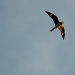 Common Nighthawks (Chordeiles minor)