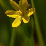 Golden-eyed Grass (Sisyrinchium californicum) Golden-eyed Grass (Sisyrinchium californicum)