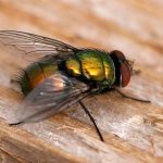 Green Bottle Fly (Lucilia illustris?)