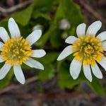 Alpine White Marsh-marigold (Caltha leptosepala)