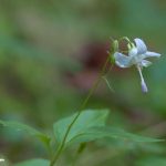 Scouler's Harebell (Campanula scouleri)