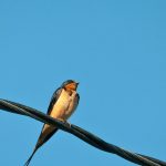 Barn Swallow (Hirundo rustica) Barn Swallow (Hirundo rustica)