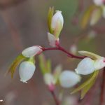 Oval-leaved Blueberry (Vaccinium ovalifolium)