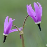 Jeffrey's Shootingstar (Dodecatheon jeffreyi)