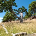 Notch Hill Meadows