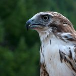 Red-tailed Hawk (Buteo jamaicensis)