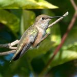 Rufous Hummingbird (Selasphorus rufus) Rufous Hummingbird (Selasphorus rufus)