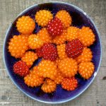 Bowl of Salmonberries (Rubus spectabilis) Bowl of Salmonberries (Rubus spectabilis)