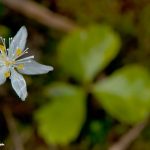 Three-leaved Goldthread (Coptis trifolia)