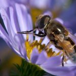 Eristalis arbustorum?