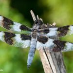 Eight-spotted Skimmer (Libellula forensis)