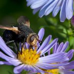 Tachinid Fly (Tachina algens)?