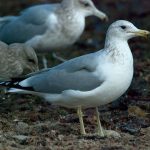 California Gull (Larus californicus)
