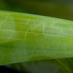Eelgrass (Zostera marina) Eelgrass (Zostera marina)
