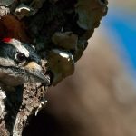 Hairy Woodpecker (Picoides villosus)