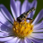 Unknown Fly #1