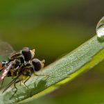 Toxomerus occidentalis?